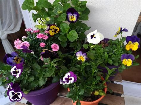 Épinglé par Maria Oliveira sur AMORES PERFEITOS PANSIES Jardins