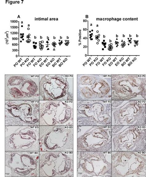 Histological Quantification Of Aortic Root Atherosclerotic Lesions