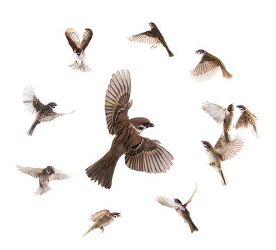 Sparrows Flying