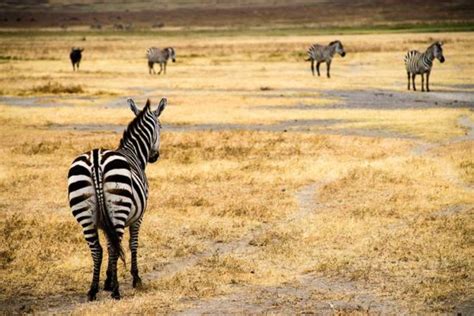 Animals In Ngorongoro Crater Ngorongoro Conservation Area