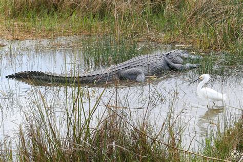 Shark Valley: Close Encounters with Wildlife in Everglades National Park (Florida) | Happier Place