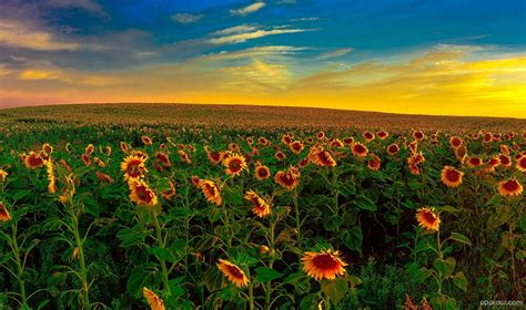 Sunflower Landscape Wallpaper download - Sunflower HD Wallpaper - Appraw