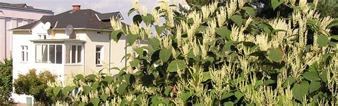 Japanese Knotweed And Property What You Need To Know