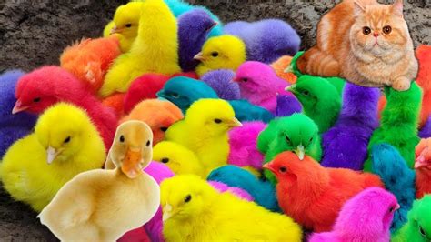 Catch Cute Chickens🐤🐥🐣🦆🐧🐟 Colorful Chickens Rainbow Chicken Rabbits