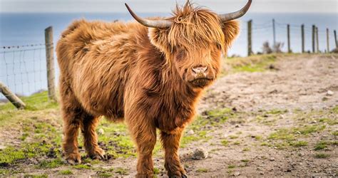 Scotland's Grazing Cows - The Highland Coos | Authentic Vacations