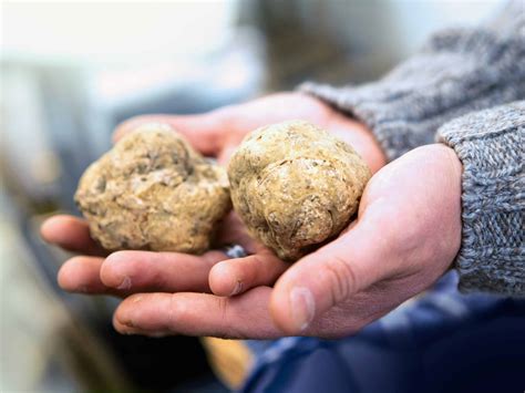 Truffles In Italy All You Need To Know About Tartufi Eating Around