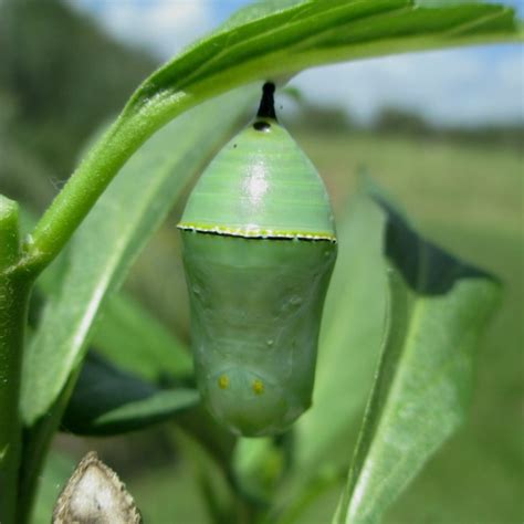 Monarch Butterflies New Zealand