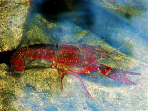 6 Reasons Why Pet Crayfish Make Such Awesome Pets