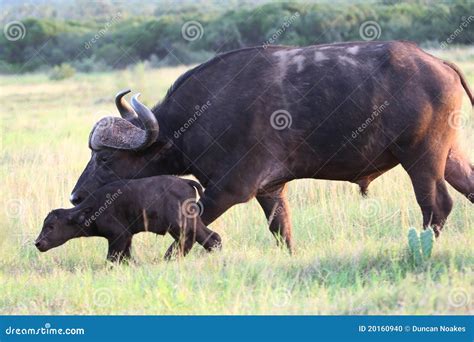 African Buffalo Baby Stock Photo - Image: 20160940