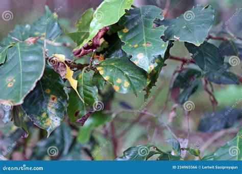 Plant Disease Leaf Rust On Coffee Stock Photo Image Of Diseases