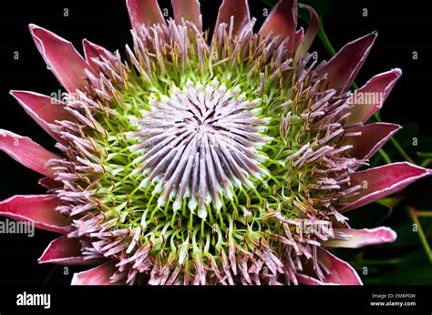 King Protea Flower Protea Cynoroides Proteaceae Native To South