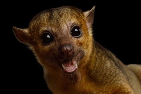 Moment Rescue Kinkajou Realizes She's a 'Pretty Girl' Is So Precious ...