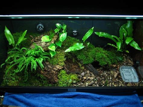 Pin By Dani On Terrarien Reptilien Vivarium Tropical Terrariums