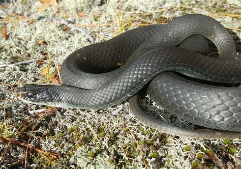 Coluber constrictor – North American Racer | Vermont Reptile and Amphibian Atlas