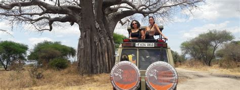 Tanzania Brief Safari Budget Safaris Tanzania Wild Cats