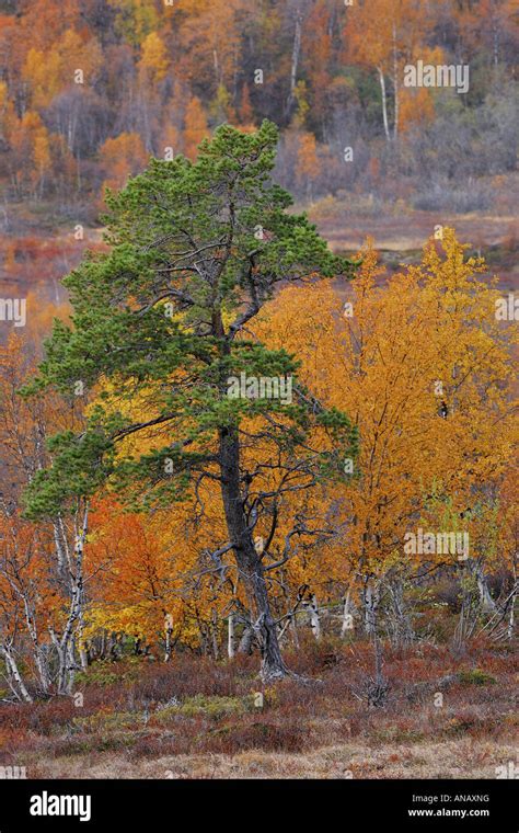 Pinos Silvestres Pino Silvestre Pinus Sylvestris Delante De Downy