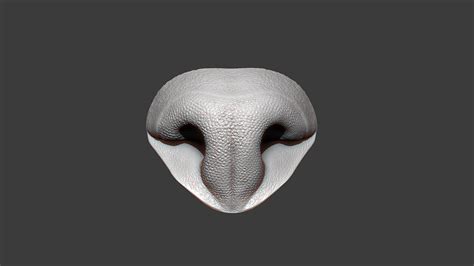 3d Model Cat Nose Highpoly Sculpt Turbosquid 1804955