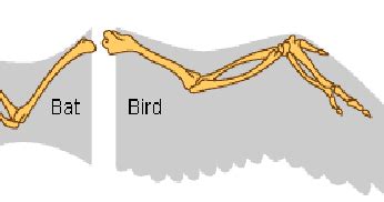 Convergent Evolution-Parallel evolution: | BIOZOOM