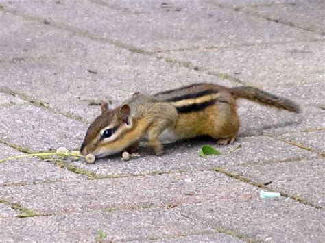 The Chipmunk | Animal pictures, Pet birds, Chipmunks