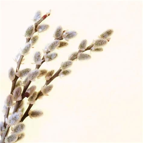 Premium Photo Pussy Willow Twigs Isolated On A Beige Background