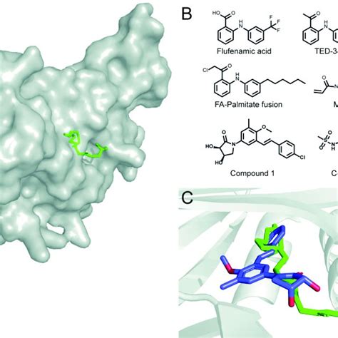 (A) Surface structure of the palmitate-bound TEAD (PDB ID: 3KYS ...