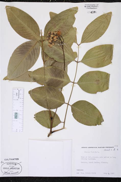 Cassia Fistula Species Page Isb Atlas Of Florida Plants