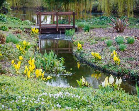 Bog Gardens Expert Advice On How And Where To Create One Gardeningetc