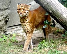 Asian golden cat facts – Telegraph