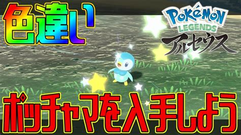 【ポケモンアルセウス】色違いポッチャマを入手しよう【pokémon Legends アルセウス】 Youtube