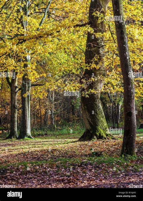 Autumn in the Savernake Forest in Wiltshire Stock Photo - Alamy