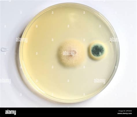 Growth Of Microorganisms In A Petri Dish Bacteria Yeast And Mold