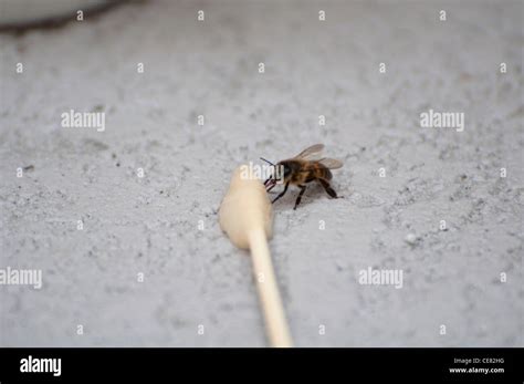 bee eating honey stock photo alamy