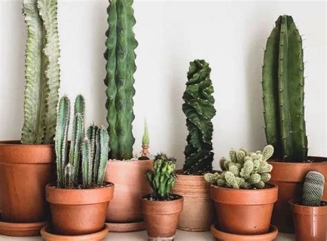 Come Prenderti Cura Dei Tuoi Cactus