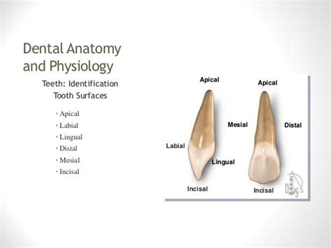 Anatomy Of Tooth