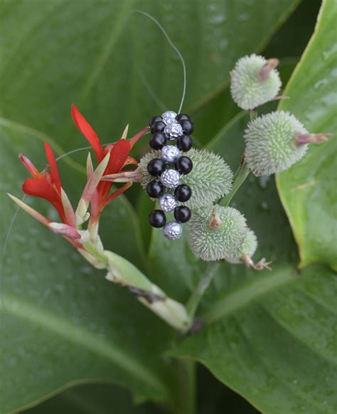 Canna Indica Seeds Note The Silver Corrugated Beads Came From Pods