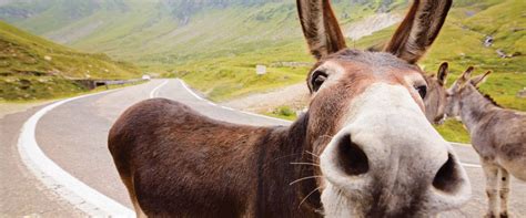 Mules & Donkeys Get Their Due | Morris Animal Foundation