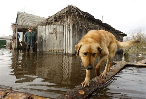 As flood waters rise, animals await rescue