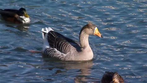 Anser Cygnoides Domesticus De Beste Tips Voor Het Houden Van Deze