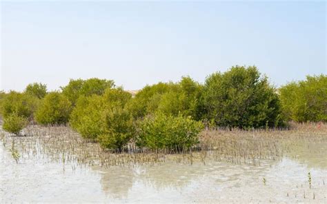 Restoring Mangrove Ecosystems In The Uae Emirates Nature Wwf