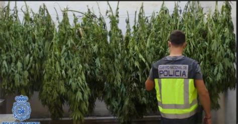 Cuatro Detenidos 100 Kilos De Marihuana Intervenidos Y Dos Secaderos