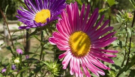 Winter Care for Aster Flowers | Garden Guides