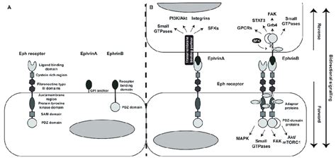 Eph Ephrin Structure And Signaling A General Structure Of The Eph