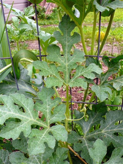 Watermelon Plant Flowers