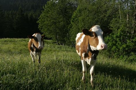 Milchkuh In Der Schweiz Stockfoto Bild Von Wiese Euter 48912638