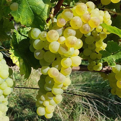 Vitis Vinifera Chasselas Fontainebleau Raisin Blanc De Table Et De