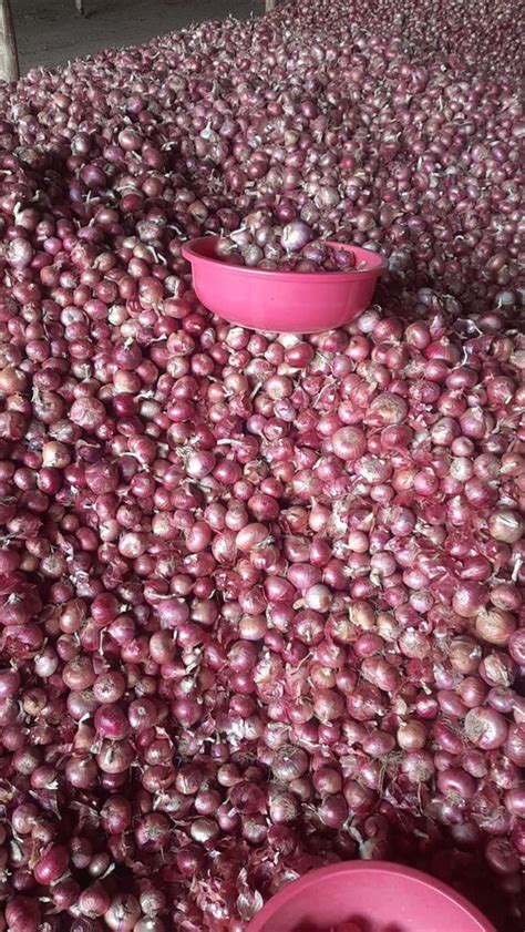 Dry A Grade Fresh Red Onion For Food Onion Size Available Medium At