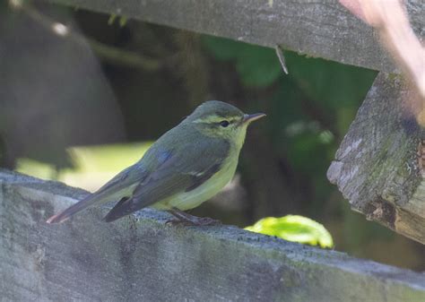 Details Green Warbler Birdguides