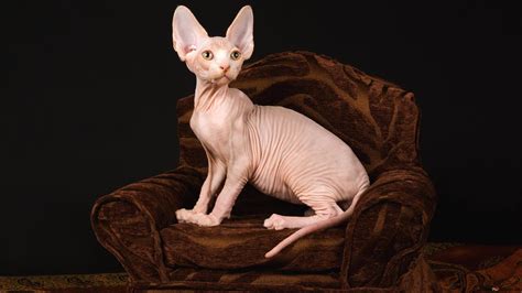 sphynx cat hairless cat breed  wallpaper