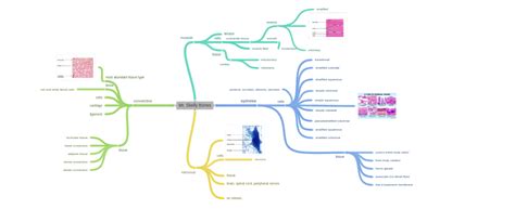 Mr. Skelly Bones - Coggle Diagram