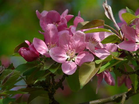 Free Images Branch Flower Petal Bloom Food Spring Produce